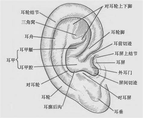 耳廓突出